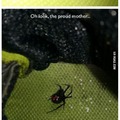 spider 