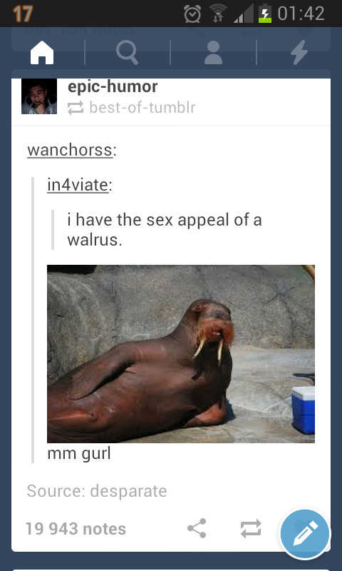 walrus - meme
