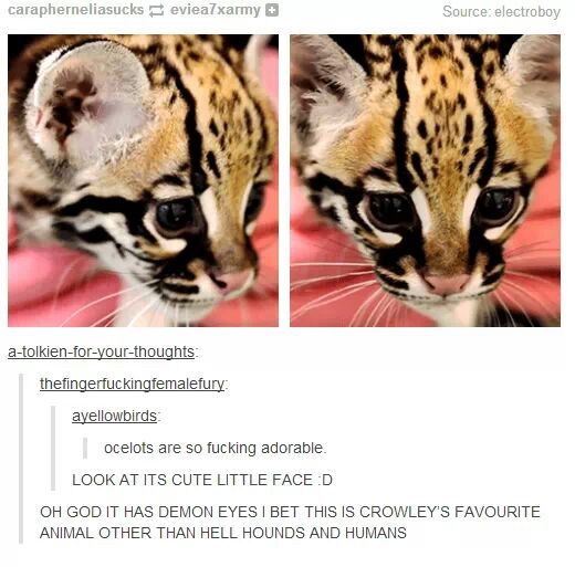 I love Ocelots with revolvers - meme