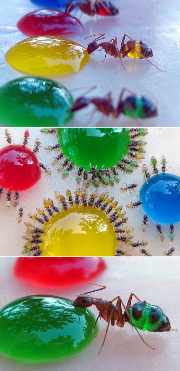 Ants drinking colored liquid - meme
