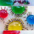 Ants drinking colored liquid