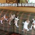 spidercats