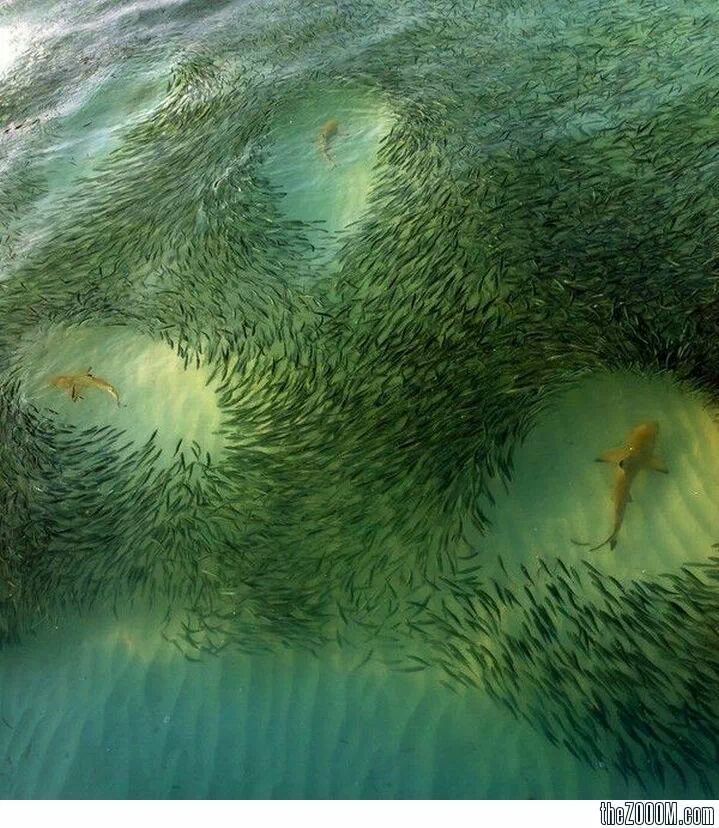 sharks hunting around the school of fish - meme