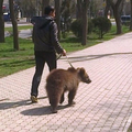 Don't mind me just walking my fucking bear