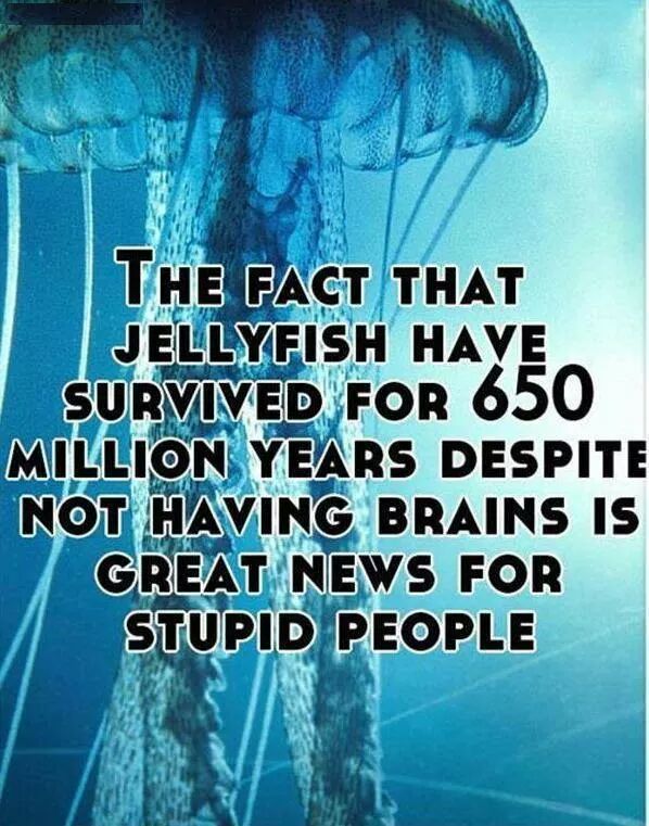 jellyfish ! - meme