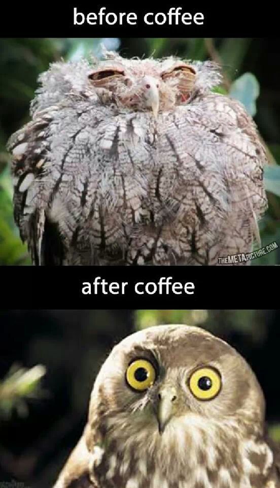 coffee - meme