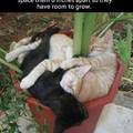 how to correctly plant cats