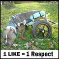 1like = 1 respect