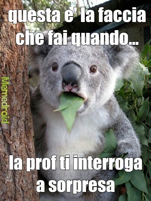 nooo - meme