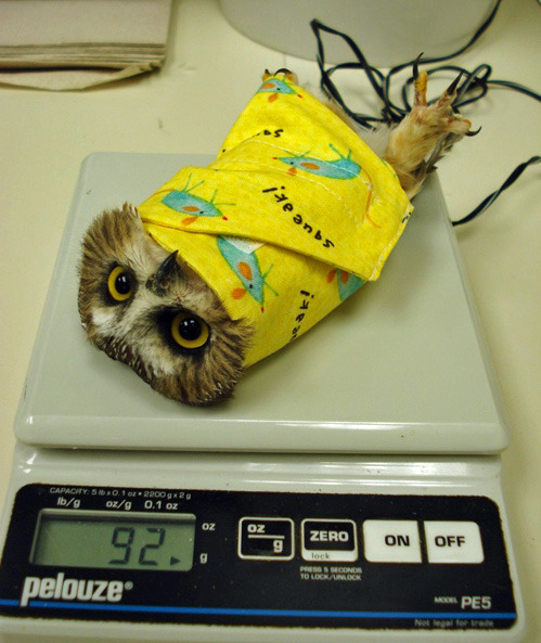 an owl getting weighed - meme