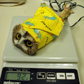 an owl getting weighed