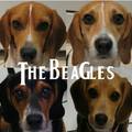 the bagles