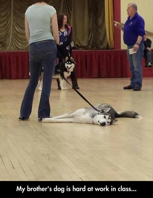 Hard at work in obedience class - meme
