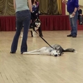 Hard at work in obedience class