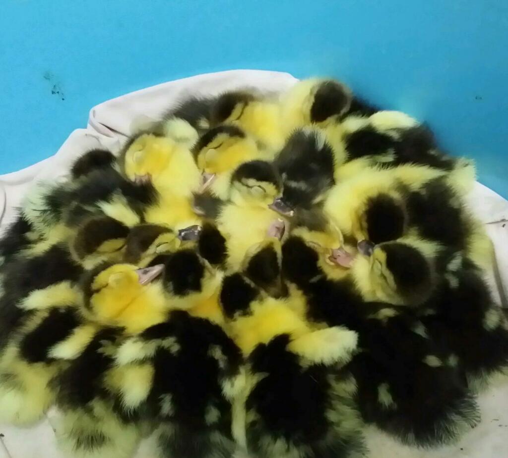 bought 18 ducks. look cute sleeping - meme