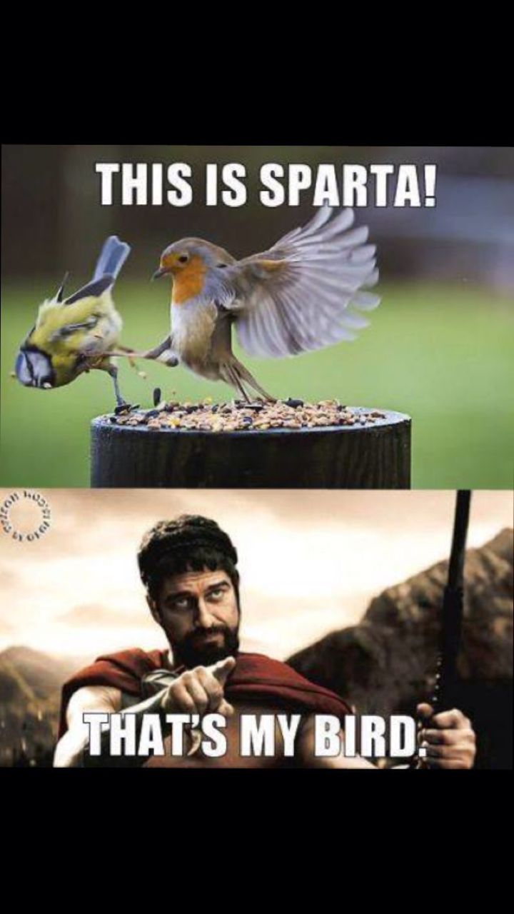 The best This Is Sparta memes :) Memedroid