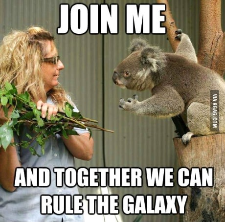 You are Koalafied! - meme