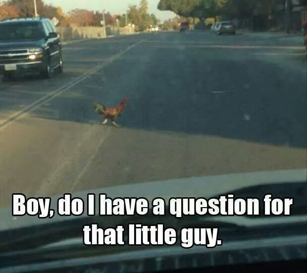 Why Mr.Chicken? - meme