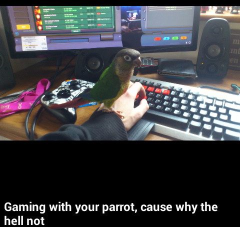 I love my parrot - meme
