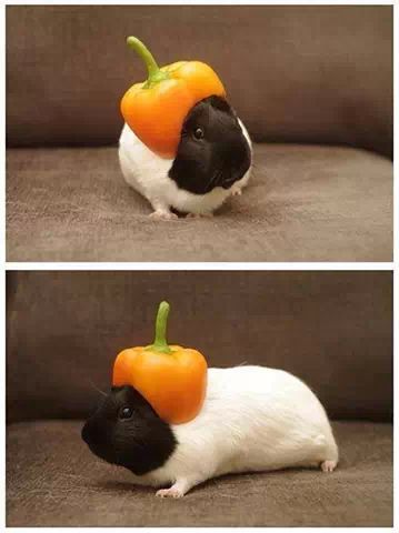 guinea pig ! - meme