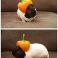 guinea pig !