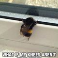 bees knees
