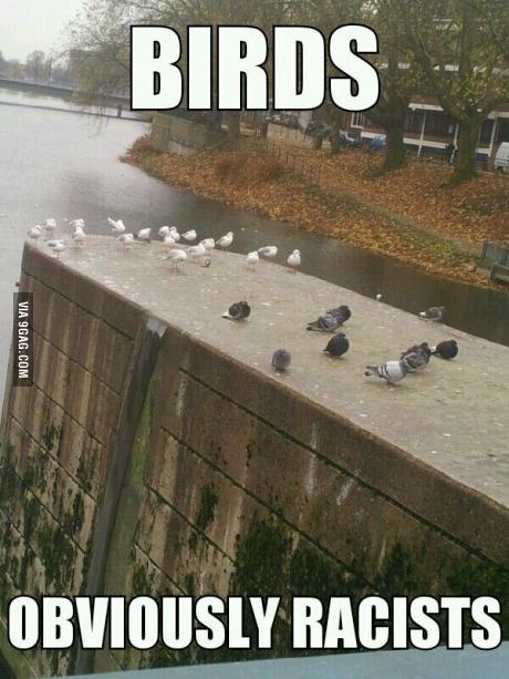 birds are racist - meme