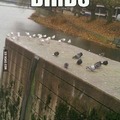 birds are racist
