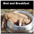 bed and breakfast <3