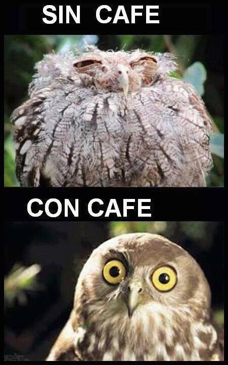 Café! - meme