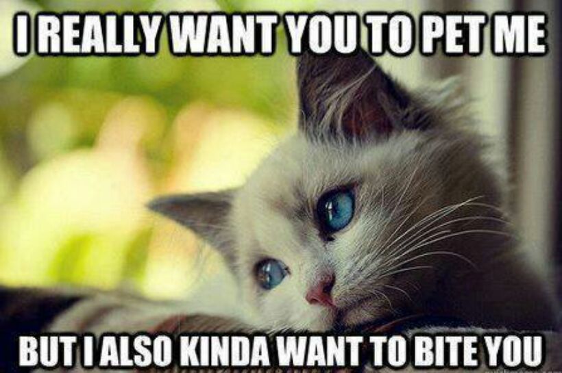Kitty is conflicted. - meme