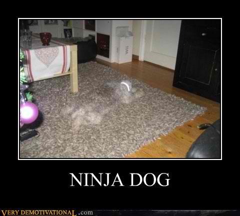 Ninja Dog - meme