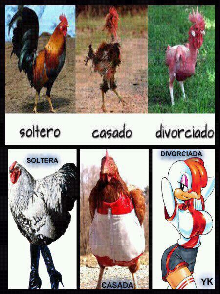 Pollo Meme Subido Por Joanlego2212 Memedroid 2050