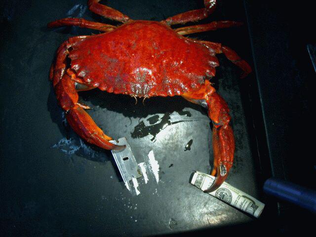 This crab partied harder than all of us - meme