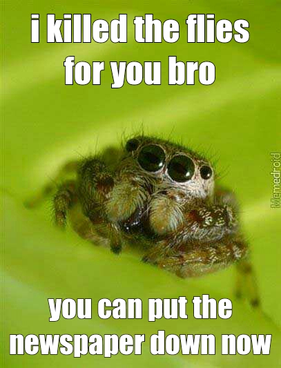 poor spider bro - meme