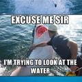 poor shark
