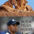 of course a tiger wood