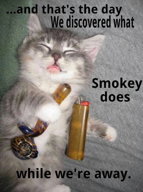 Smokey the cat - meme
