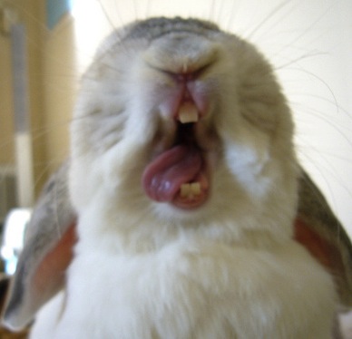 THIS. IS. A bunny yawning - meme