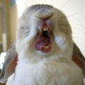 THIS. IS. A bunny yawning