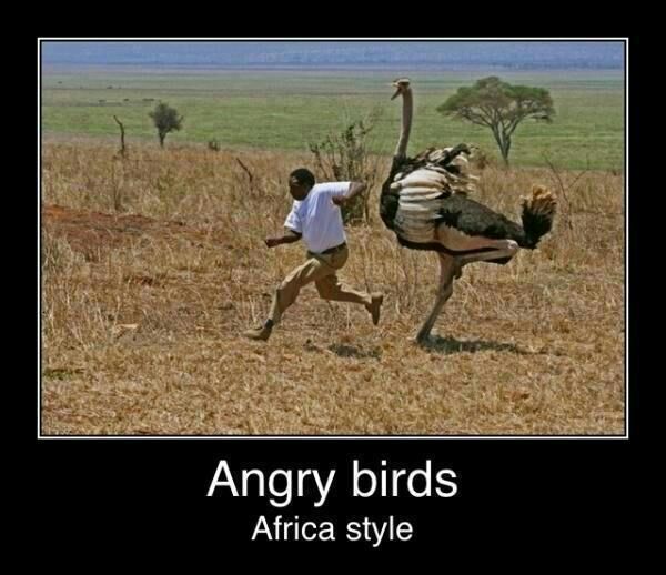 angry birds - meme