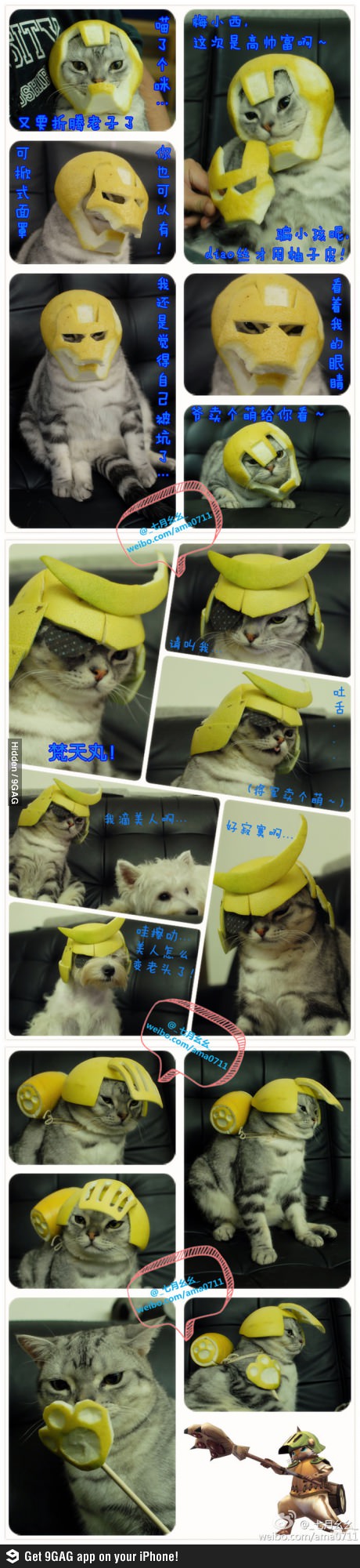 cat cosplay - meme