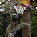 ballin sloth