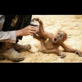 shouldnt this monkey be in a CAGE.?