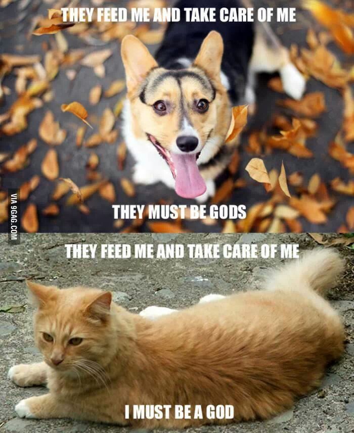 I love dogs - meme