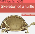 turtleeee