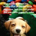 color blind dog