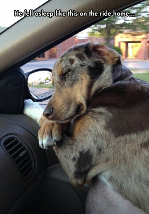 my dog puppy!!! sleep and relax in my car - meme