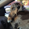 my dog puppy!!! sleep and relax in my car