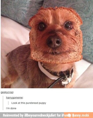 Dog Toast :p - meme